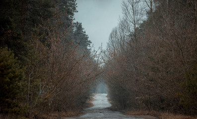 Obraz premium Old road in the forest. Pine, trees along the way, gloomy, cloudy day with fog.