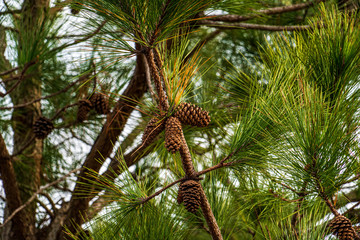 Obraz na płótnie Canvas pine cones 