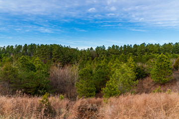 Obraz premium landscape with trees and blue sky