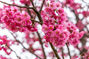 cherry blossoms in spring season