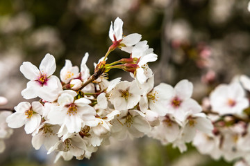 cherry blossoms in spring season