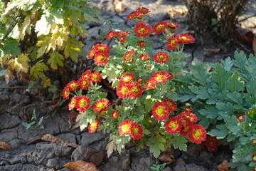 Fototapeta na wymiar Small bush of red and yellow Chrysanthemum in October
