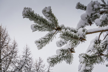 Evergreen tree branches in winter close up