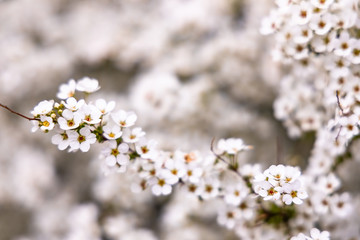 cherry blossoms in spring season