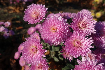 Showy pink flowers of Chrysanthemum in November