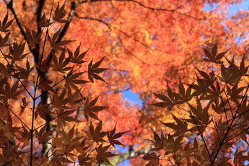 Autumnal landscape of Suizawa maple valley in the Mie Prefecture of Japan