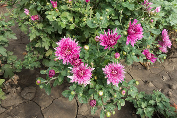 Several pink flowers of Chrysanthemum in September