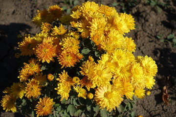 Small bush of amber yellow Chrysanthemums in full bloom