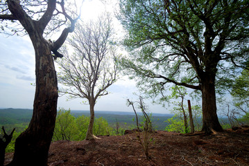 Beautiful Landscape with trees