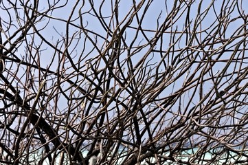 Tangle of branches of a plant in a tropical island (maldives, Ari Atoll, Asia)