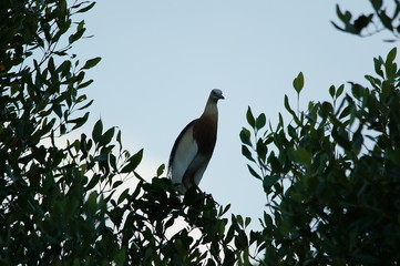 The Javan pond heron (Ardeola speciosa) is a wading bird of the heron family, found in shallow fresh and salt-water wetlands in Southeast Asia. Its diet comprises insects, fish, and crabs.