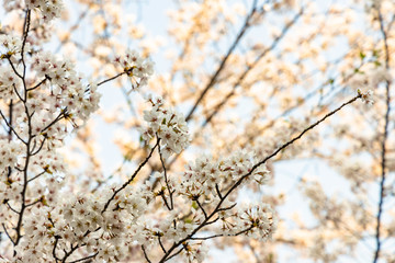 cherry blossoms in spring season