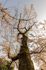 Fototapeta premium cherry blossoms in spring season