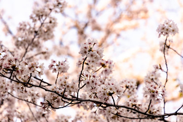 cherry blossoms in spring season