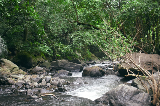 river mandovi flowing downhill between the trees