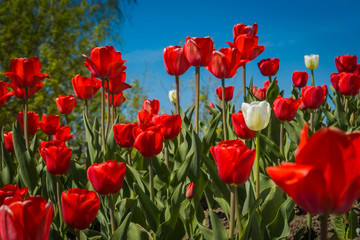 Fototapeta na wymiar Tulips in flower bed