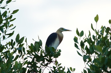 The Javan pond heron (Ardeola speciosa) is a wading bird of the heron family, found in shallow fresh and salt-water wetlands in Southeast Asia. Its diet comprises insects, fish, and crabs.