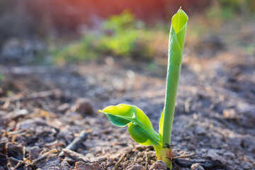 shoots of the banana trees,Small banana trees are growing