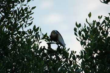 The Javan pond heron (Ardeola speciosa) is a wading bird of the heron family, found in shallow fresh and salt-water wetlands in Southeast Asia. Its diet comprises insects, fish, and crabs.