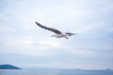 Fototapeta na wymiar Seagull bird on sky background