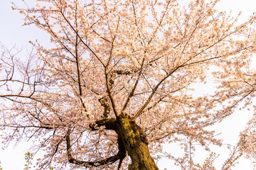 cherry blossoms in spring season