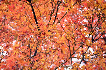 紅葉