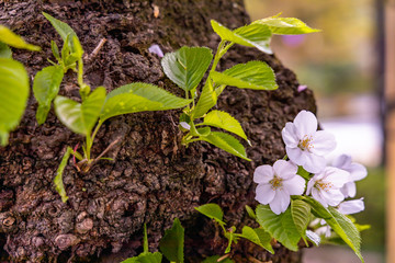 cherry blossoms in spring season