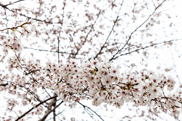 cherry blossoms in spring season