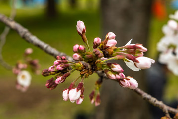 cherry blossoms in spring season