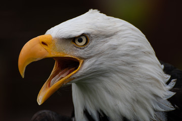 Weißkopfseeadler