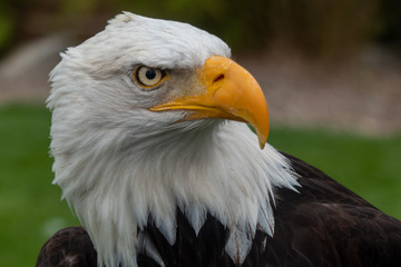 Weißkopfseeadler