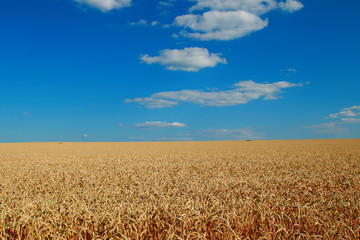 Golden wheat field of Ukraine against the blue sky and white clouds
