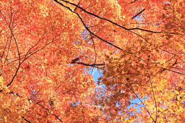 Autumnal landscape of Suizawa maple valley in the Mie Prefecture of Japan