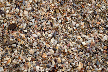 Soft focus, many small shells background, stacked Is a beautiful work of art