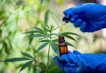 Cannabis CBD oil hemp products cannabis oil, CBD oil cannabis extract, Medical cannabis concept.