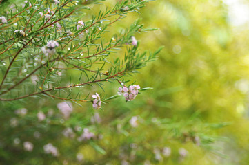 小さなピンクの花