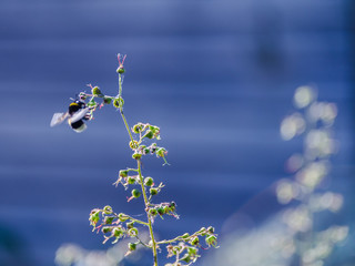 Bumblebee in flight collecting nectar from a flower