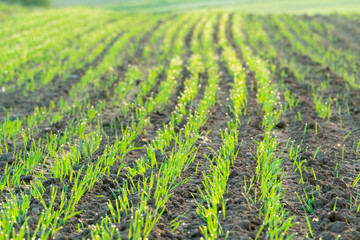 Agricultural field with green shoots of plants