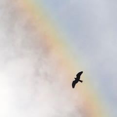 Eagle, rainbow and clouds