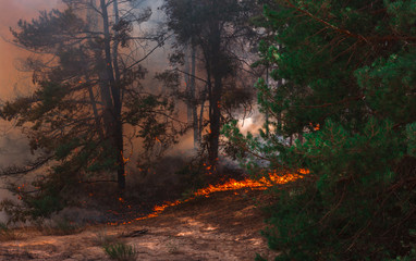  wildfire, burning pine forest .