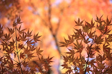 Autumnal landscape of Suizawa maple valley in the Mie Prefecture of Japan