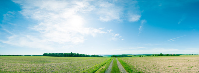 Panorama of summer green field. European rural view. Beautiful landscape of wheat field and green...