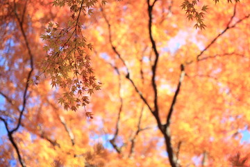 Autumnal landscape of Suizawa maple valley in the Mie Prefecture of Japan