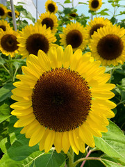 Sunflower in full bloom in a field