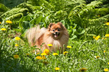 Red fluffy spitz on green summer grass