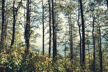 Fototapeta na wymiar Evening pine forest - Green forest beautiful nature