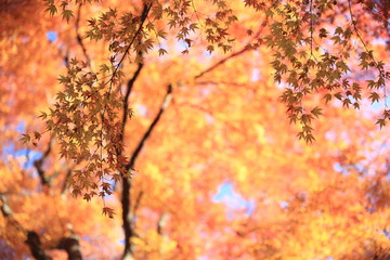 Autumnal landscape of Suizawa maple valley in the Mie Prefecture of Japan