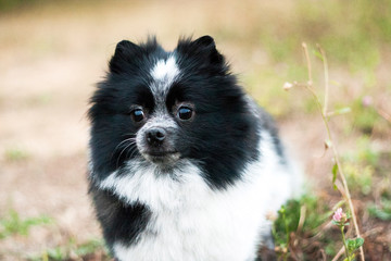 Obraz premium Black and white cute spitz dog