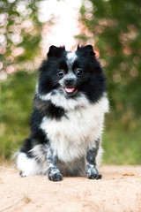 Black and white cute spitz dog