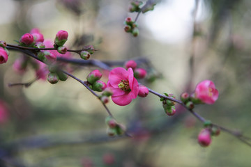 Fototapeta na wymiar The beginning of flowering Japanese Sakura. The appearance of the first buds.